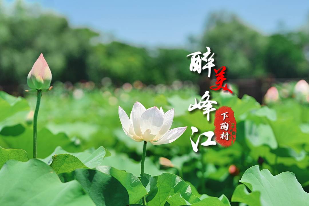 盛夏下陶，“荷”你有约！